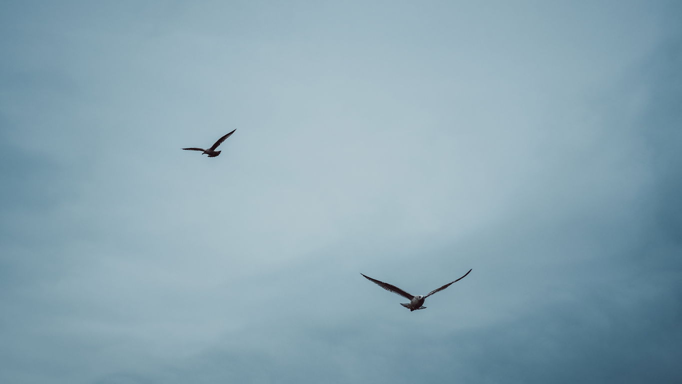 bird-couple-metaphor-dual-career-austria.jpg Bird Couple - Metaphor: Dual career Austria