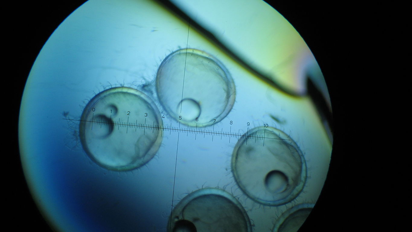 plasma-metaphor-research-switzerland.jpg Plasma metaphor research Switzerland
